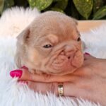 Ella-female-french-bulldog-puppy-for-sale-1 (2)