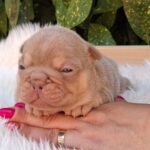 Sugar French Bulldog