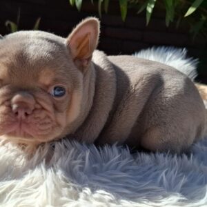 Ella French Bulldog