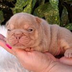 Ella-female-french-bulldog-puppy-for-sale-1 (5)