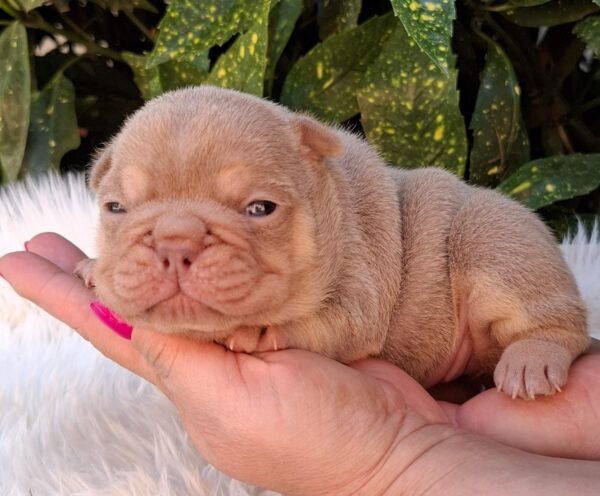 Ella French Bulldog