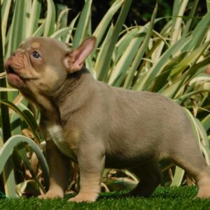 Ella French Bulldog