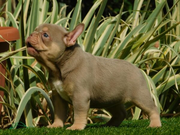 Ella French Bulldog