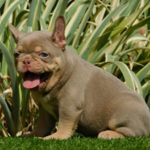 Ella French Bulldog