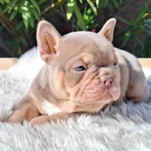 Ella French Bulldog