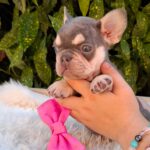 Emily-female-French-Bulldog-puppy-for-sale-1 (1)