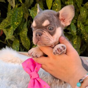Emily French Bulldog