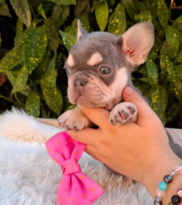 Emily French Bulldog