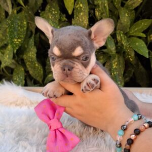 Emily French Bulldog