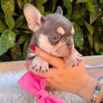 Emily-female-French-Bulldog-puppy-for-sale-1 (3)