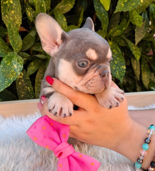 Emily French Bulldog