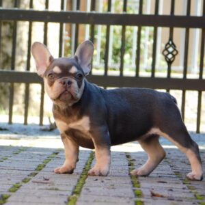 Emily French Bulldog