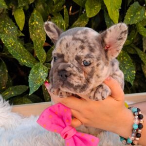 Emma French Bulldog