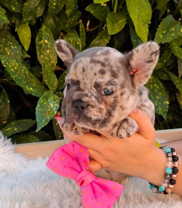 Emma French Bulldog