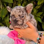 Emily French Bulldog