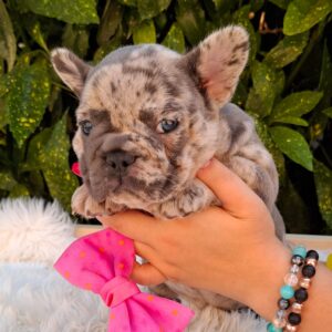 Emma French Bulldog