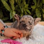 Emma-female-French-Bulldog-puppy-for-sale-1 (3)