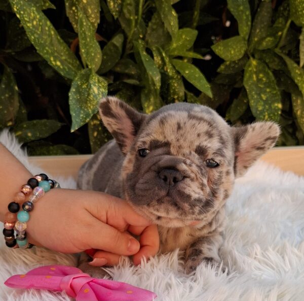 Emma French Bulldog