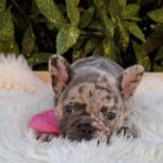 Emma-female-French-Bulldog-puppy-for-sale-1 (4)