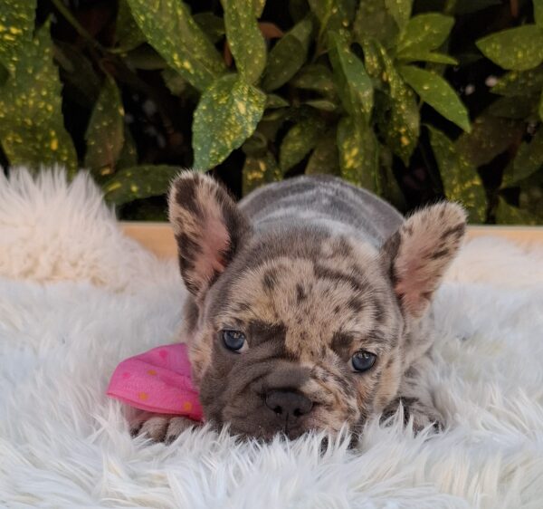 Emma French Bulldog