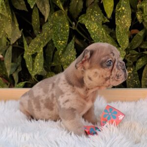 Enid French Bulldog
