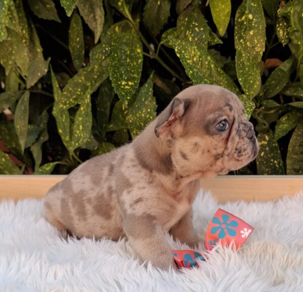 Enid French Bulldog