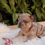 Enid-female-French-Bulldog-puppy-for-sale-1 (2)