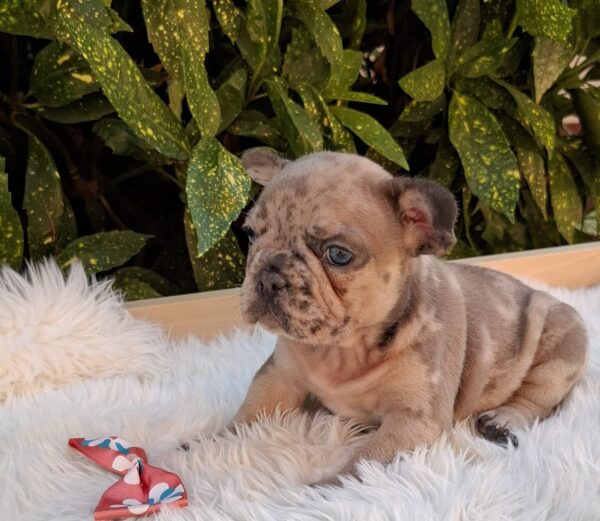 Enid French Bulldog