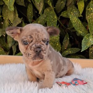 Enid French Bulldog