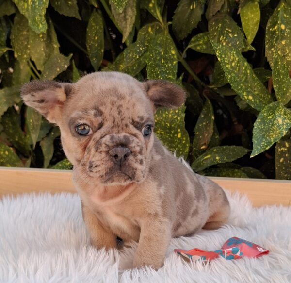 Enid French Bulldog