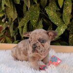 Enid-female-French-Bulldog-puppy-for-sale-1 (4)
