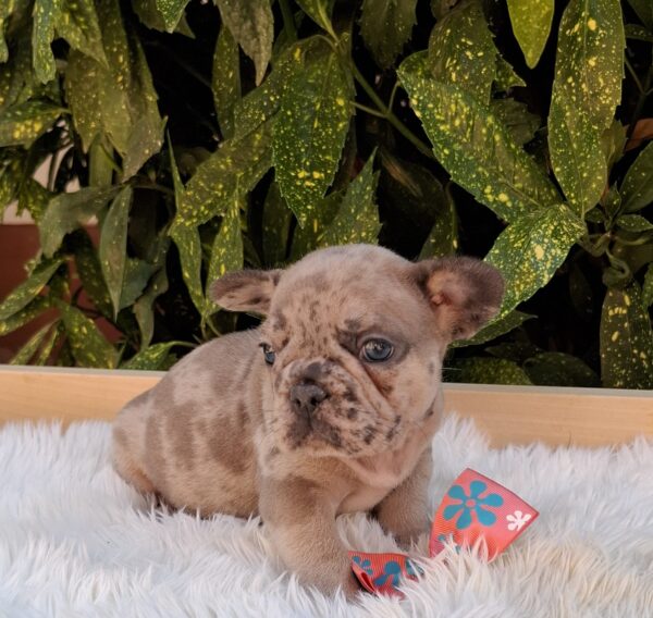 Enid French Bulldog