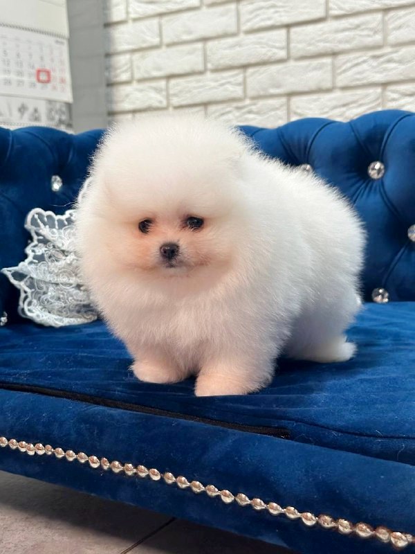 Era Pomeranian