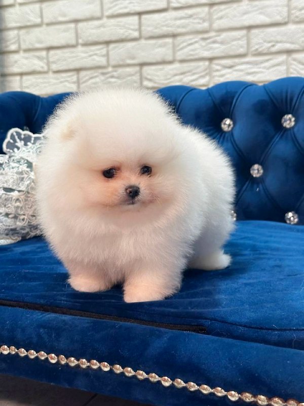 Era Pomeranian