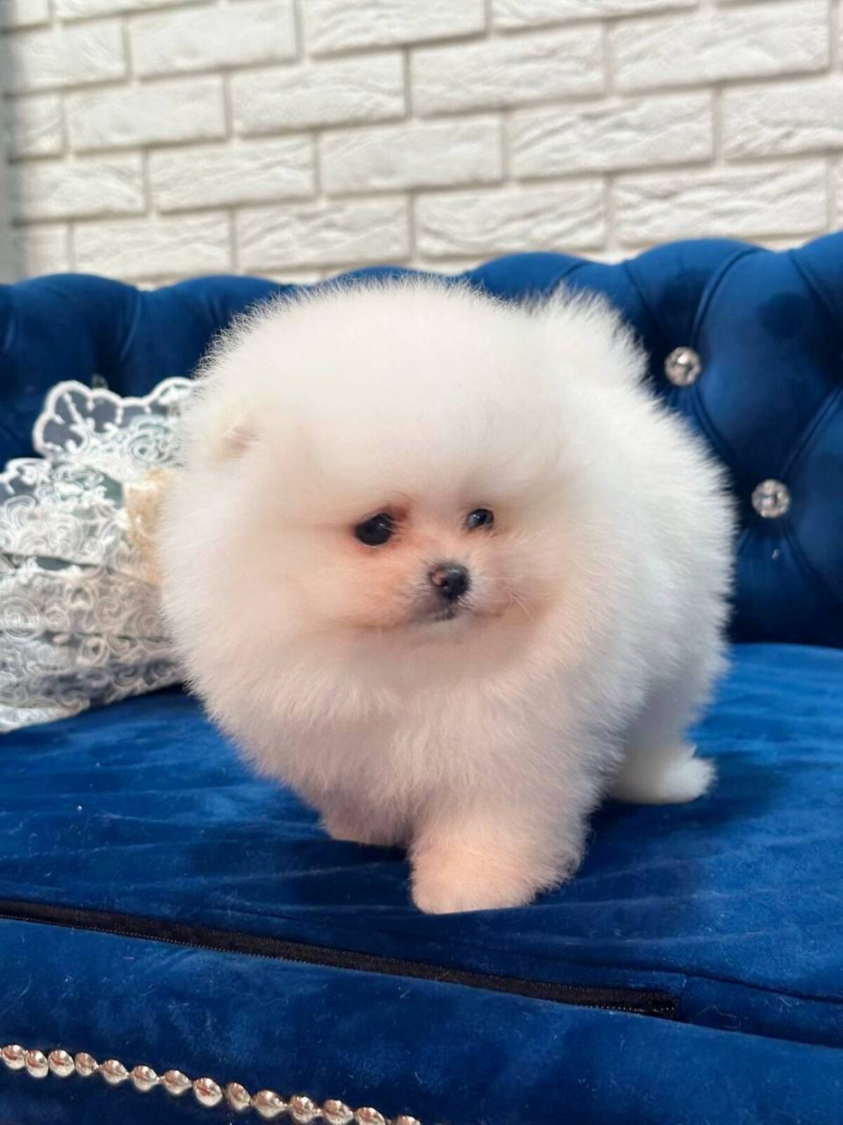 Rare Lavender Pomeranian Blue Merle Pomeranian Puppies Discount - Main Image