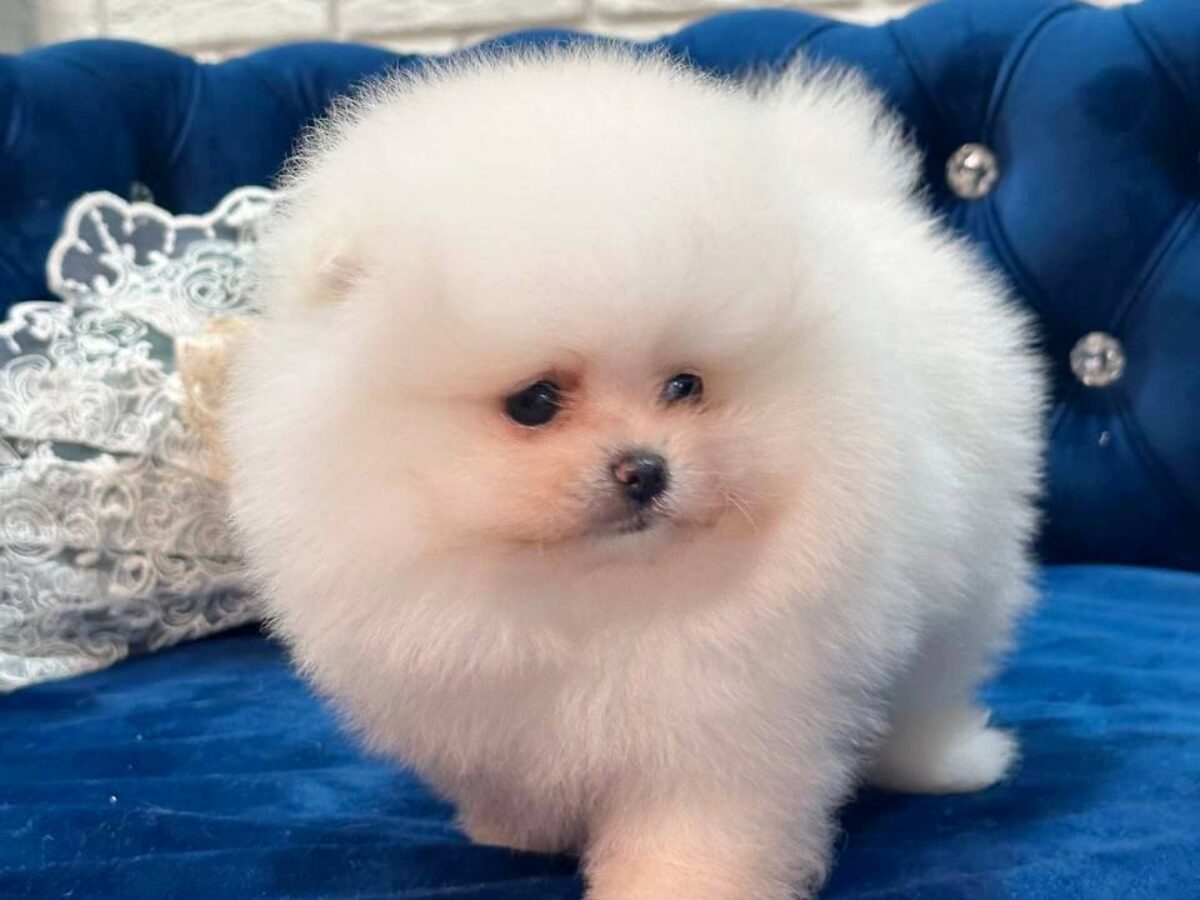 Pom Dog Breed Toy Pom Rescue Pomeranian Puppies For Sale Seaside Pups