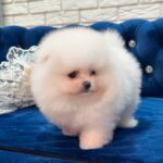 Eda Pomeranian