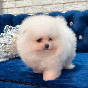 Era Pomeranian