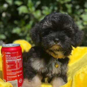 Erma Maltipoo