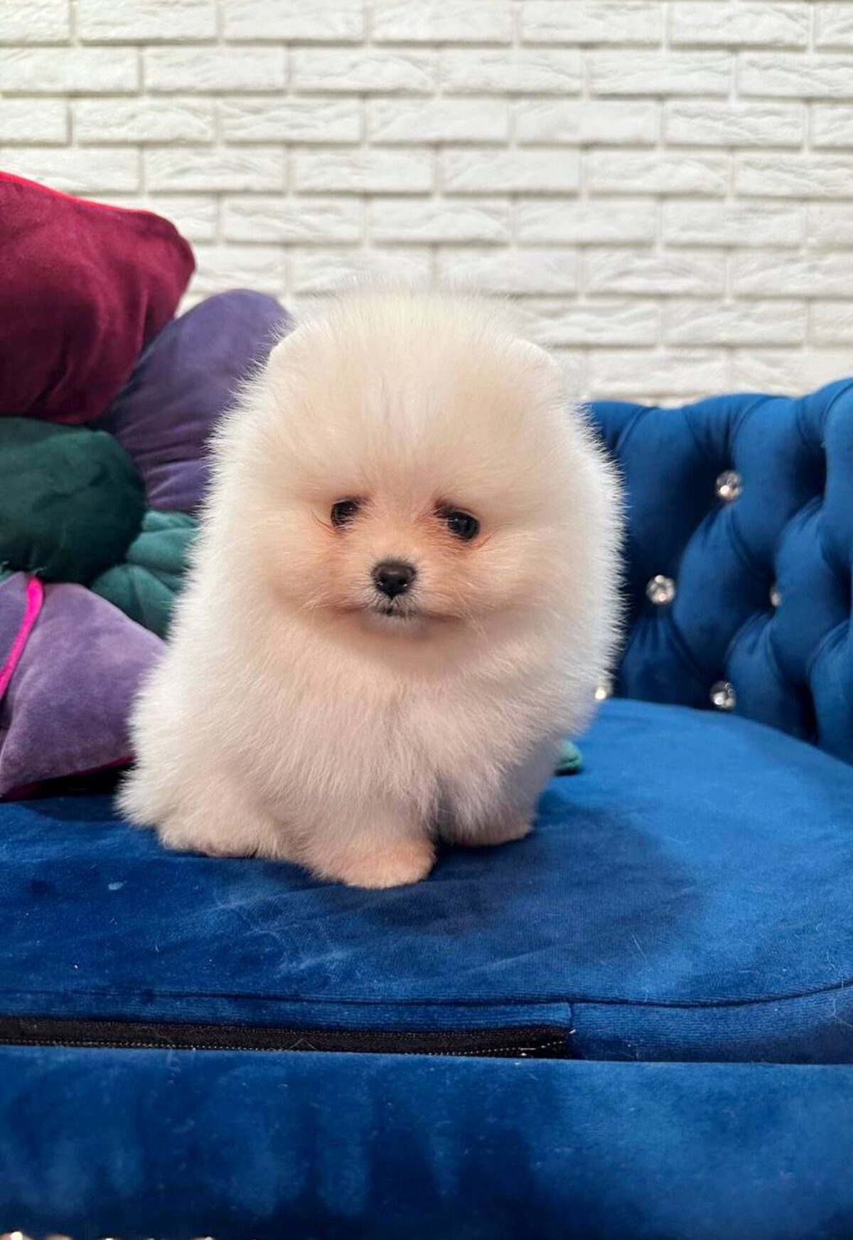 Fluffy Dog Pomeranian Price White Pomeranian Puppies For Sale
