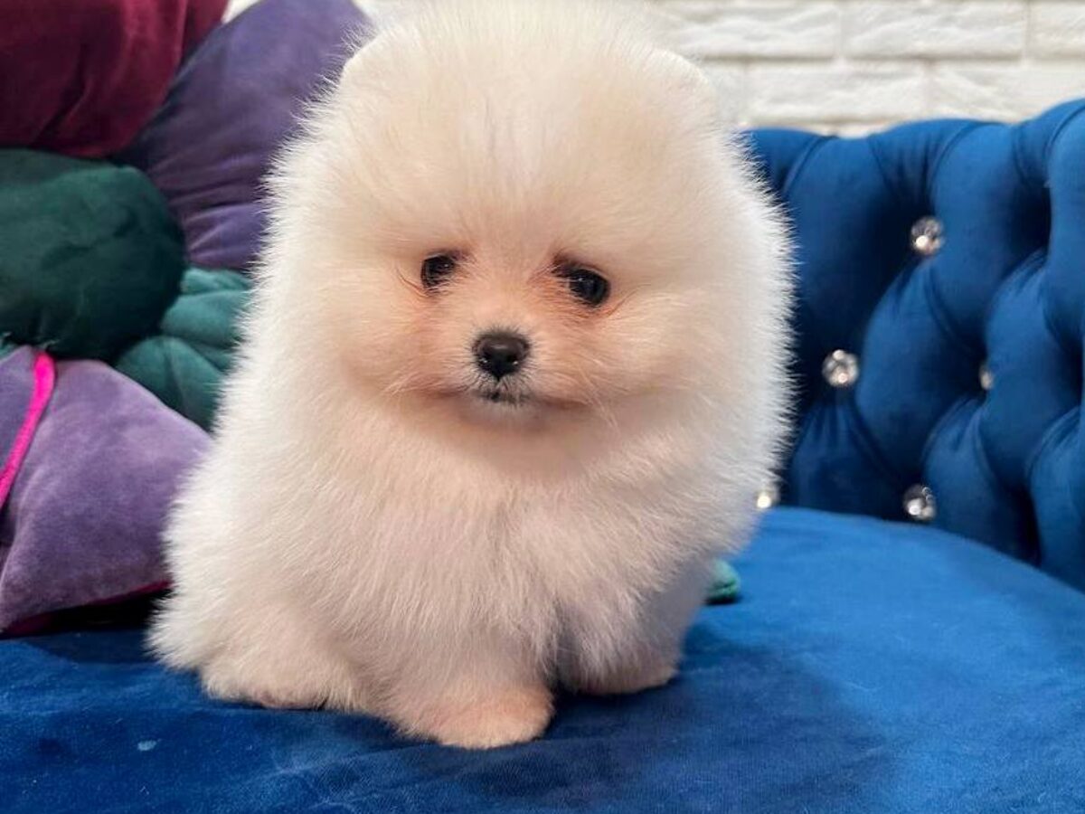 Dog Breeds Maltese Pomeranian Price Maltese Mix Maltese X Pomeranian Puppies  For Sale Pomeranian X, image size:1200x900