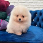 Eva-female-Pomeranian puppy-for-sale-2