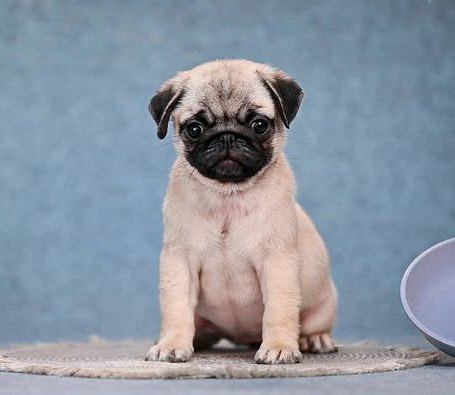 Fortyna Pug