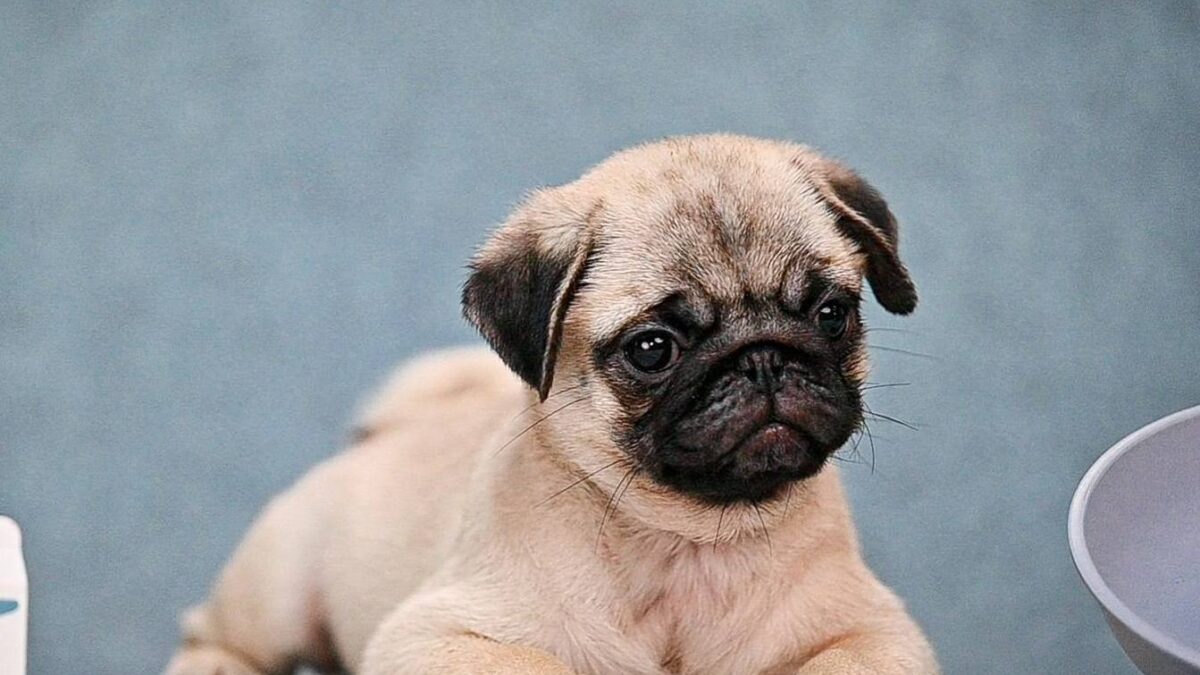 Pug Dogs and Puppies for sale
