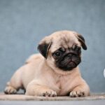 FORTYNA-female-Pug-puppy-for-sale-2
