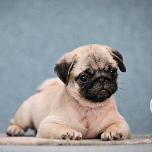 Fortyna Pug