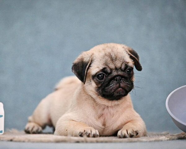 Fortyna Pug