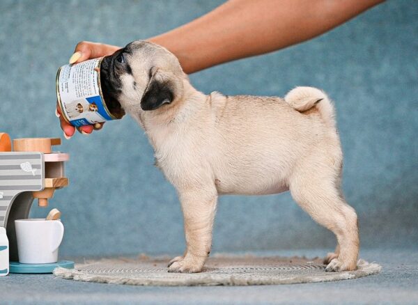 Fortyna Pug