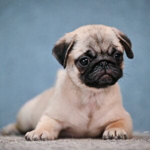 Fortyna Pug