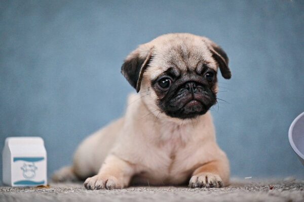 Fortyna Pug